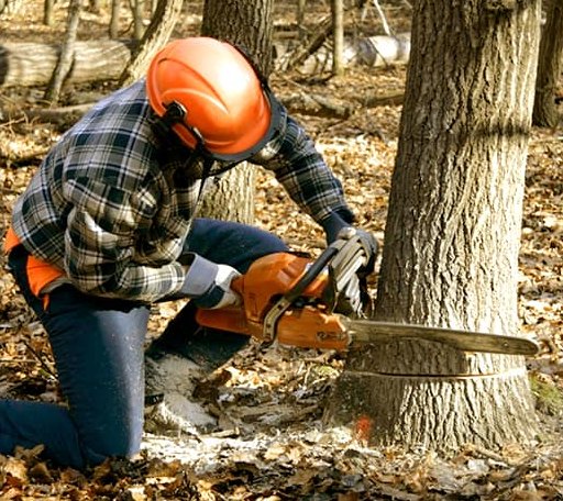 Tree Removal in Hudson, MA